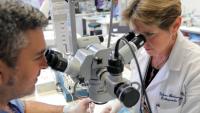 Instructor and microsurgical trainee practicing technique with a surgical microscope